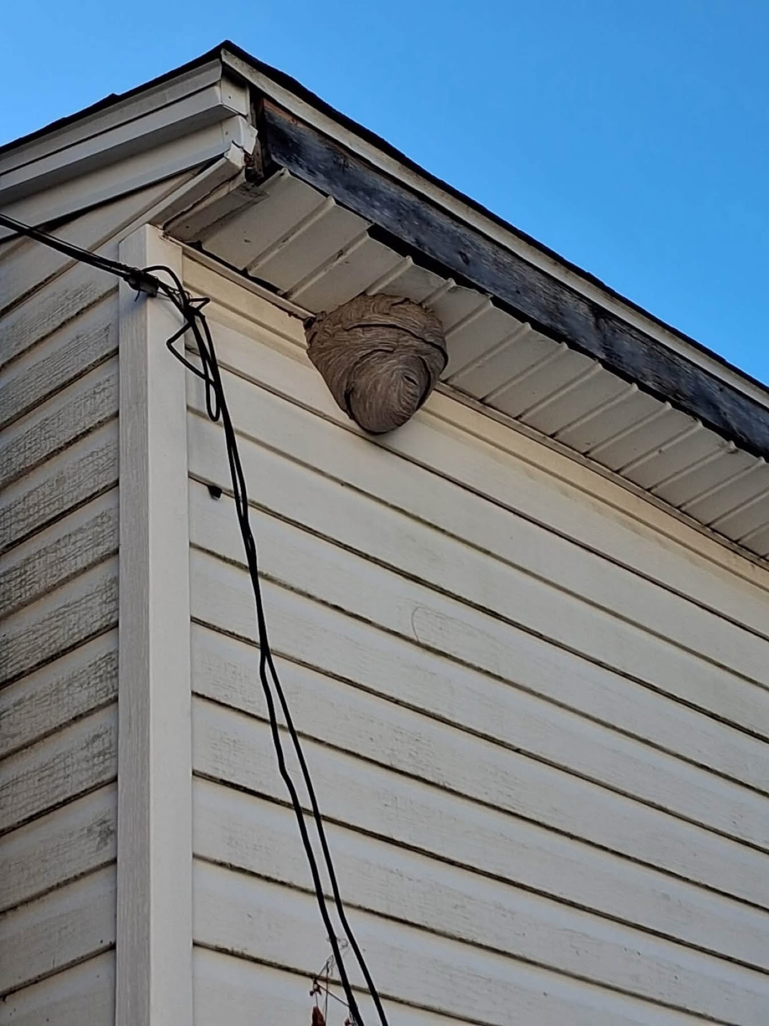 Nest on eave siding