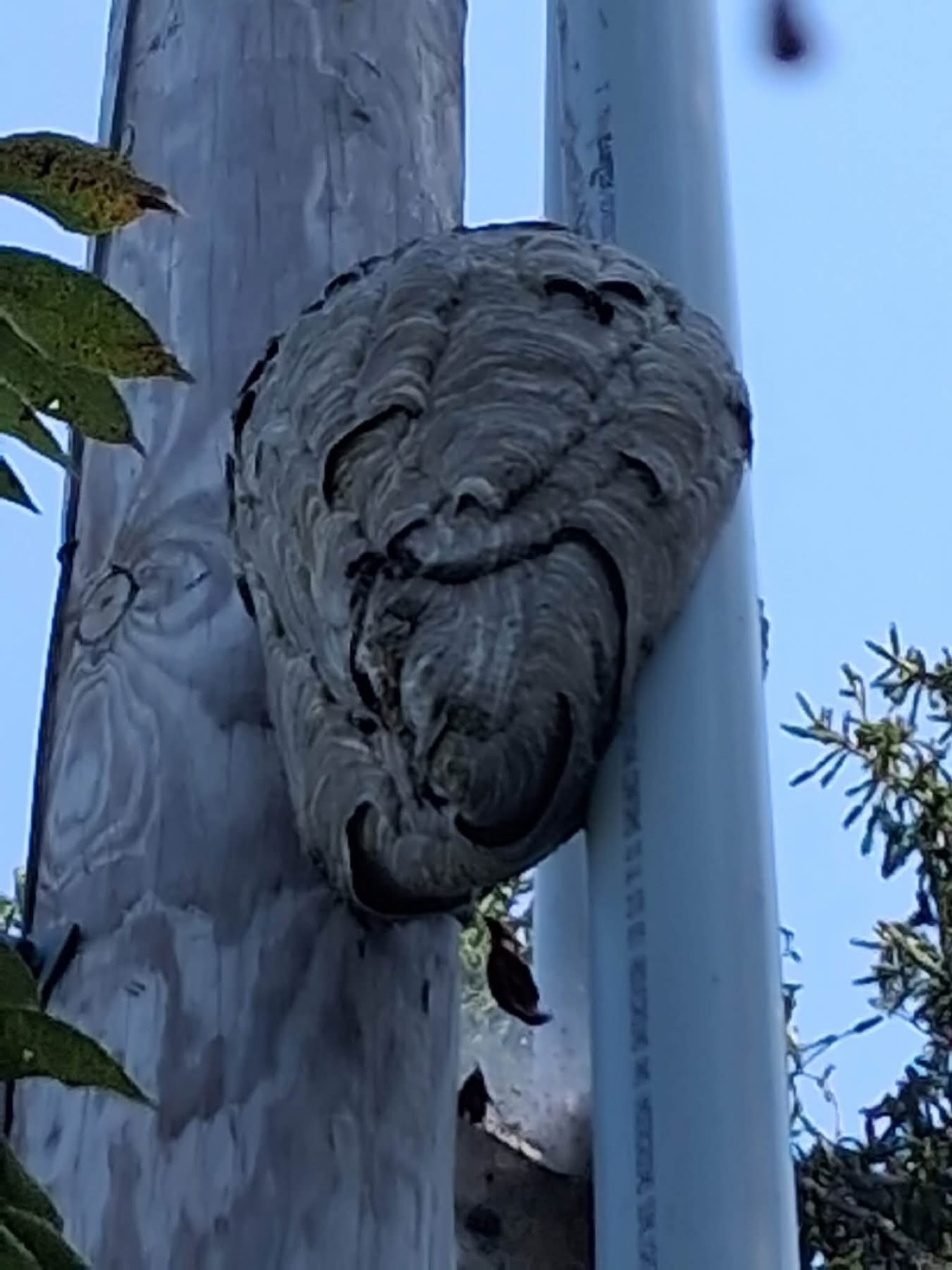 Nest on a post and pipe